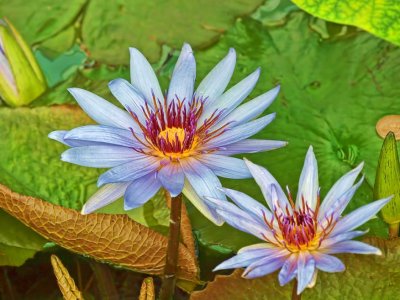 Water Lilies