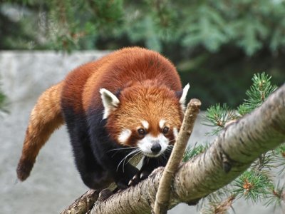 Red Panda