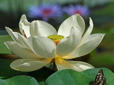 White Lotus & friends