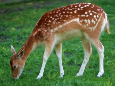 Fallow Deer