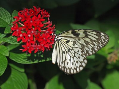 Paper Kite Butterfly (Idea leuconoe)