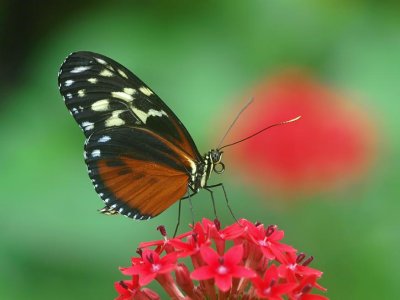 Tiger Longwing (Heliconius hecale)