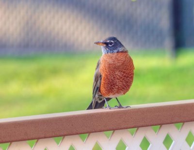 American Robin