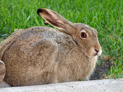 Prairie Hare (Jackrabbit)