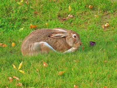 Prairie Hare (Jackrabbit)