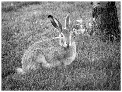 Prairie Hare (Jackrabbit)