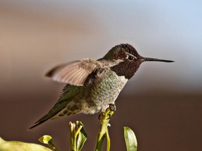 Anna's (male) Hummingbird