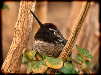 Anna's (male fledgling) Hummingbird
