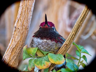 Anna's (male fledgling) Hummingbird