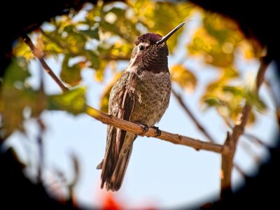 Anna's (male fledgling) Hummingbird