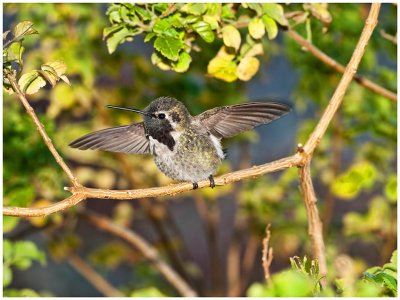 Anna's (male fledgling) Hummingbird