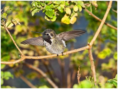 Annas (male fledgling) Hummingbird