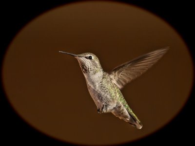 Anna's (female) Hummingbird