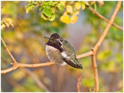 Anna's (male fledgling) Hummingbird