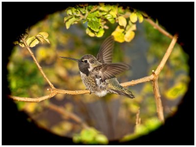 Anna's (male fledgling) Hummingbird