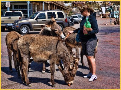 Martina feeding burro's