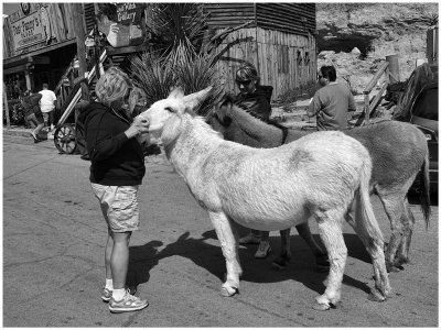 Feeding the burro's