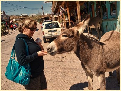 Martina feeding burro's