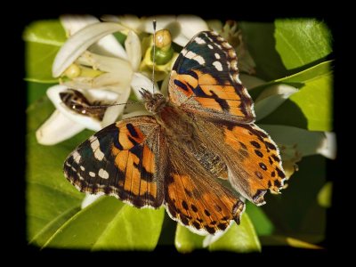 Painted Lady (Vanessa cardui)