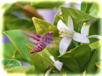 Hummingbird Moth