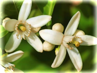 Spring Blossums