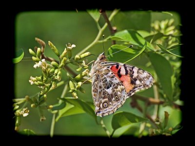 Painted Lady (Vanessa cardui)