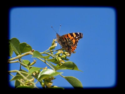 Painted Lady (Vanessa cardui)