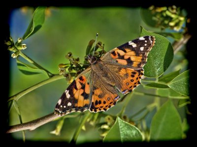 Painted Lady (Vanessa cardui)