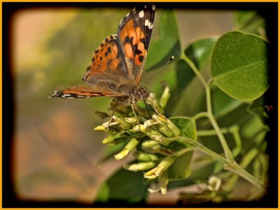 Painted Lady (Vanessa cardui)