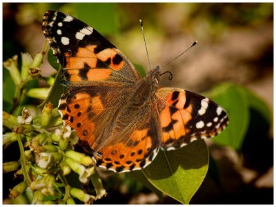 Painted Lady (Vanessa cardui)