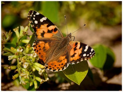 Painted Lady (Vanessa cardui)