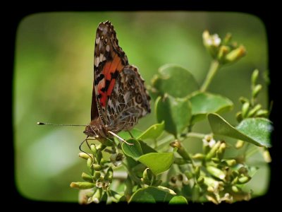 Painted Lady (Vanessa cardui)