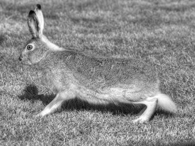 Hare poised for take-off