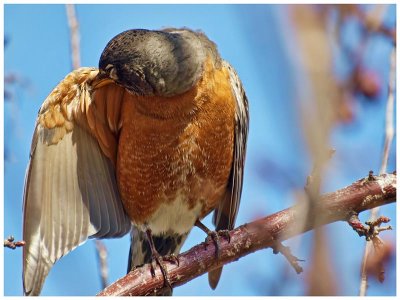 American Robin