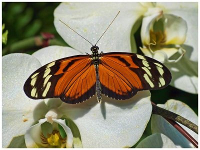 Tiger Longwing on Orchid