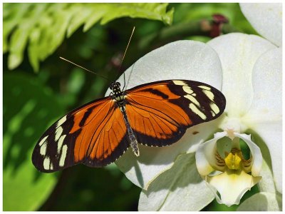 Tiger Longwing on Orchid