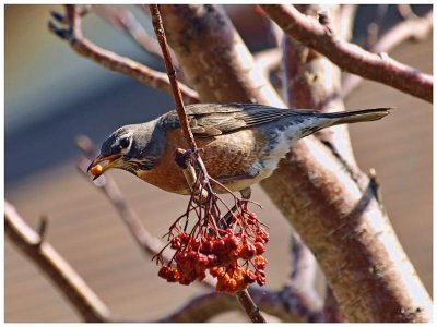 American Robin