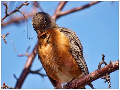 American Robin