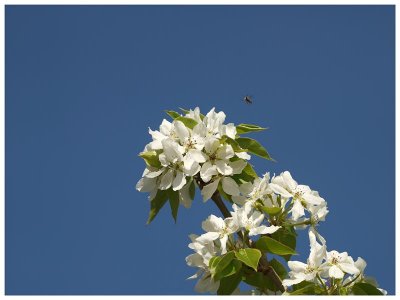 Spring Blossums & Bee