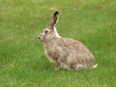 Hare (big rabbit)