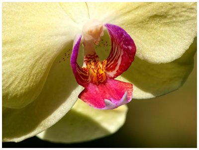 Our House Orchid