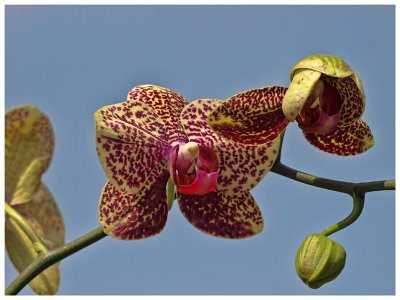 House Orchid & bud's