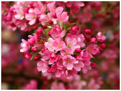 Pink Spring Blossums