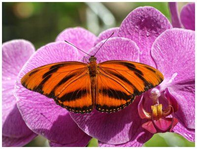Oranged Banded on Orchid
