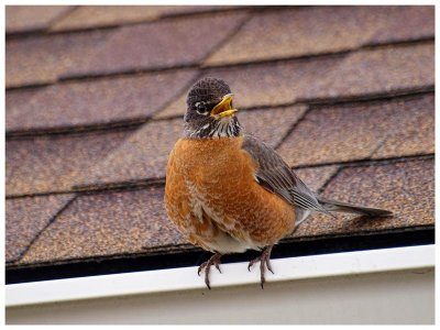 American Robin (female)