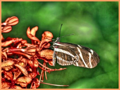 Zebra Longwing (Heliconius charithonia)