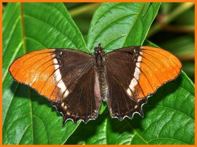 Rusty Tipped Butterfly (or Brown Siproeta)