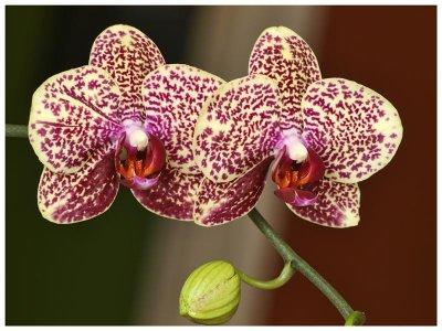 Our House Orchid
