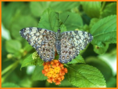 Gray Cracker Butterfly