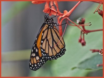 Monarch - female